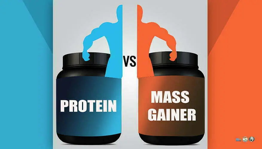 புரதம் அதற்கெதிராக தசை பொருண்மைப் பெருக்கி. - Body Building India